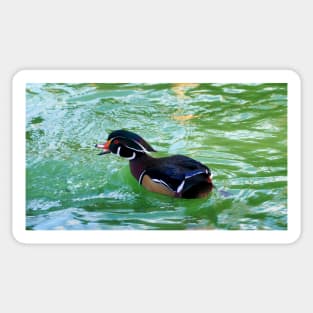 A Wood Duck Swimming With Its Bill Open Sticker